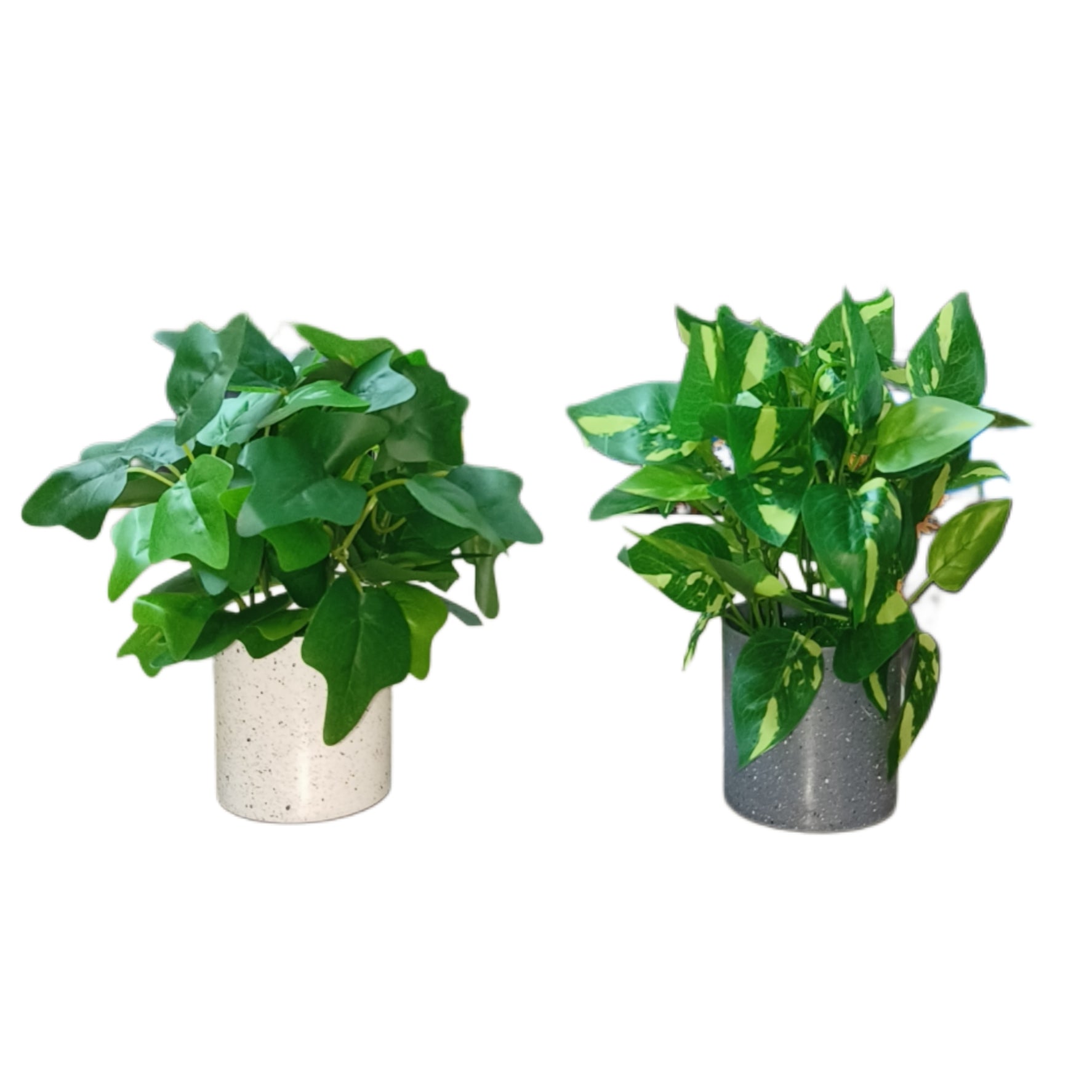 Set of 2: Artificial Hedera & Money Plants in Speckled Pots