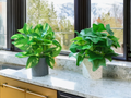Set of two artificial plants: solid green Hedera Ivy in a white speckled pot and a variegated yellow-green Money plant in a grey speckled pot.