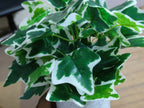 Set of 2: Artificial Hedera & Grape Leaf in Speckled Pots