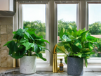 Set of 2: Artificial Hedera & Money Plants in Speckled Pots
