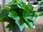 Set of 2: Artificial Hedera & Grape Leaf in Speckled Pots