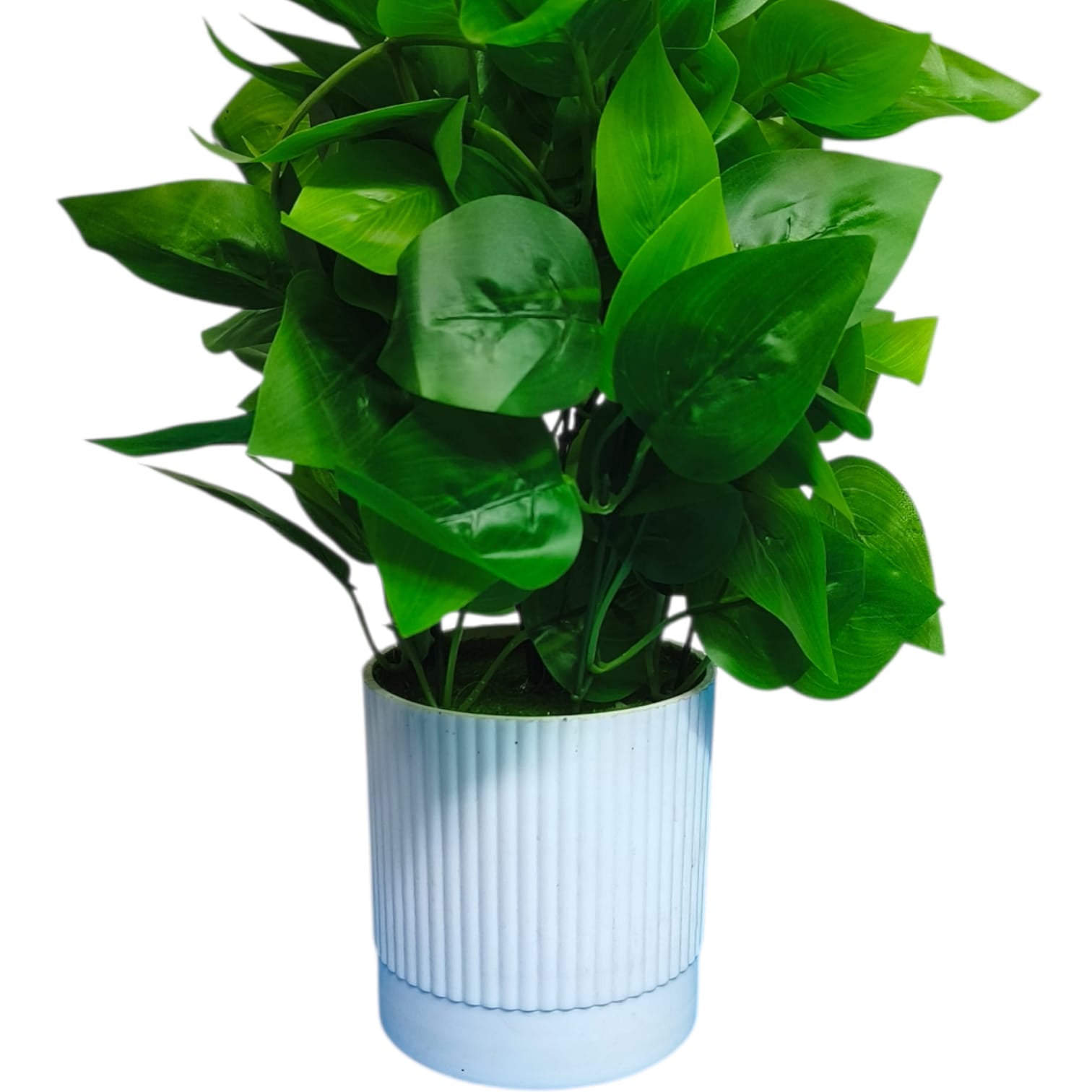 Green Peacock Plant in white Pot.