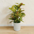 Artificial Croton Plant