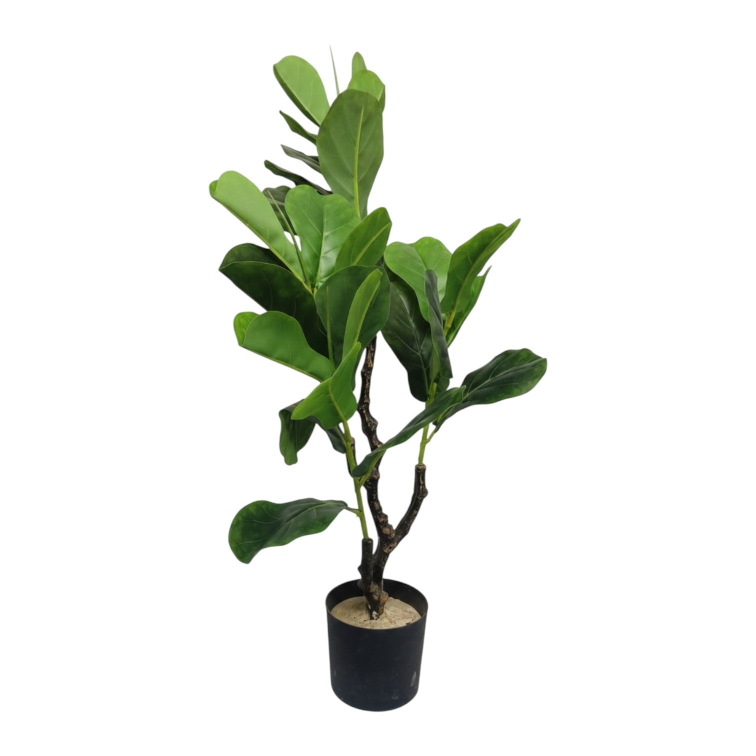 Fiddle Leaf Fig Tree