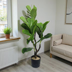 Fiddle Leaf Fig Tree