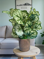 Artificial Heuchera plant with marbled yellow and green leaves in a terracotta-colored ribbed PVC pot.