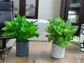 Set of two artificial peacock plants: variegated white peacock in a white speckled pot and solid green peacock in a dark grey speckled pot.