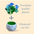Set of 4 pots Diamond cut design Pots, with morning glory flowers