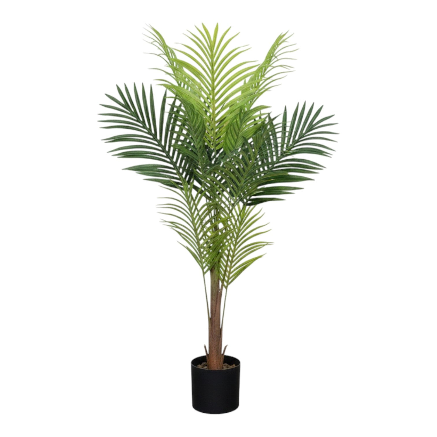 Areca Palm Tree