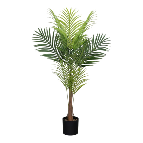 Areca Palm Tree