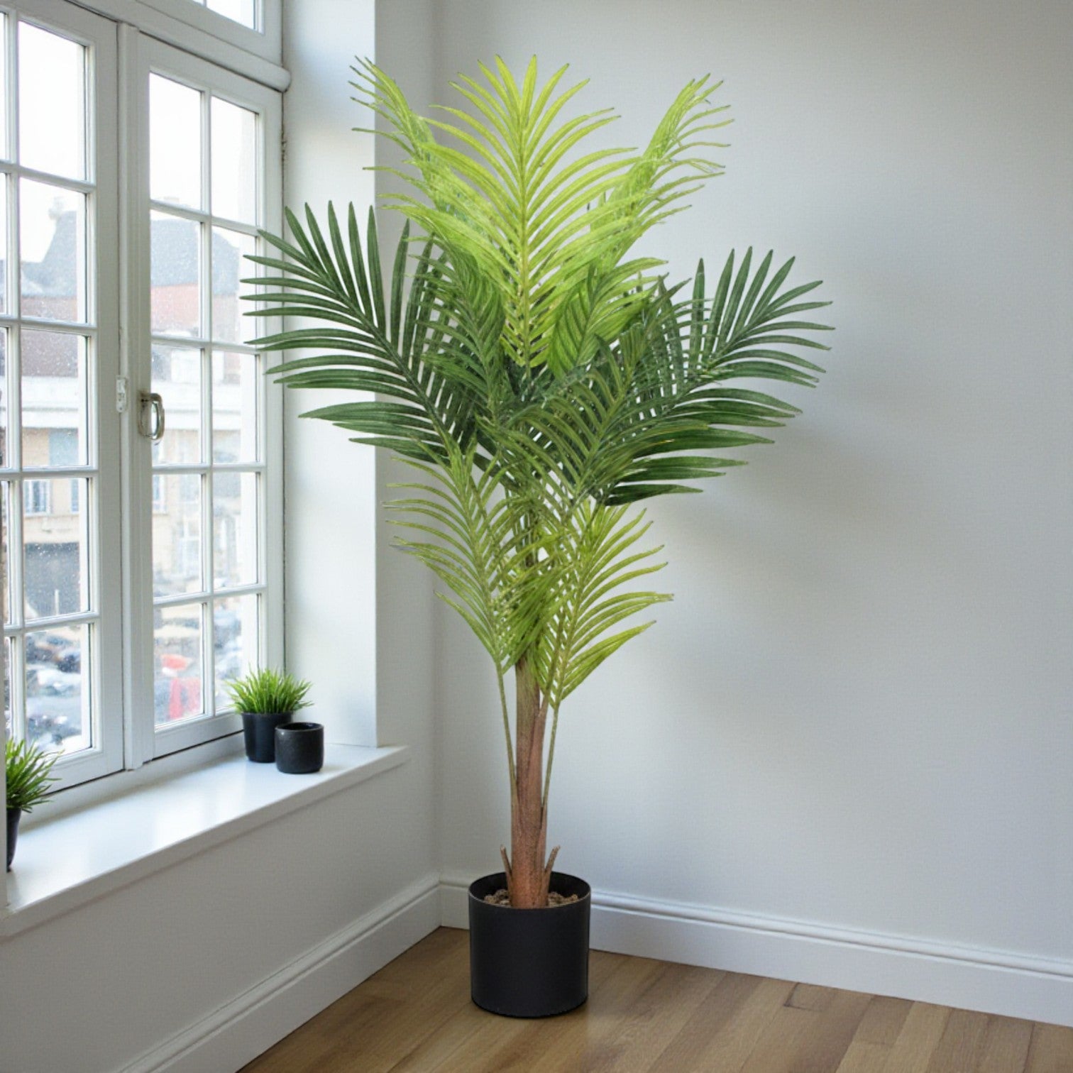 Areca Palm Tree