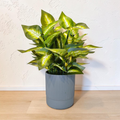 Artificial Dumb Cane Plant