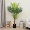 Areca Palm Tree