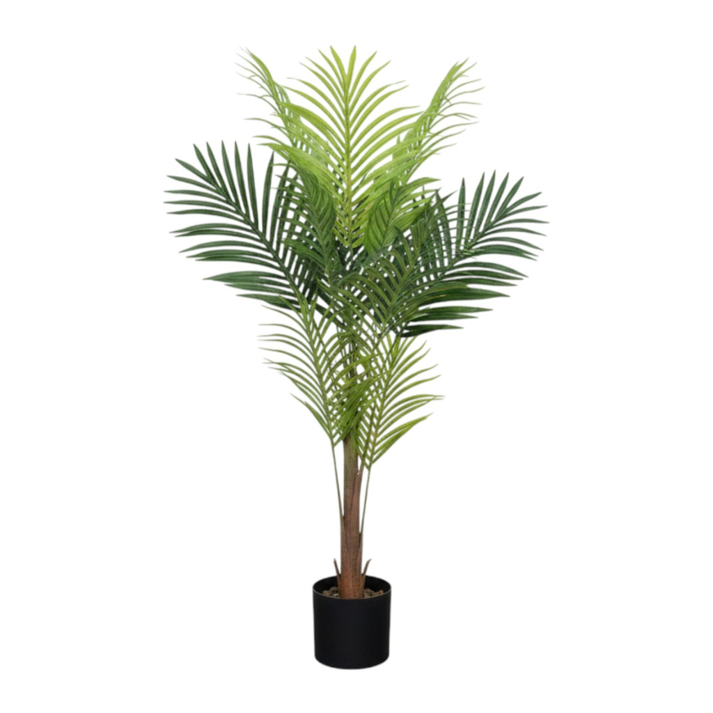 Areca Palm Tree