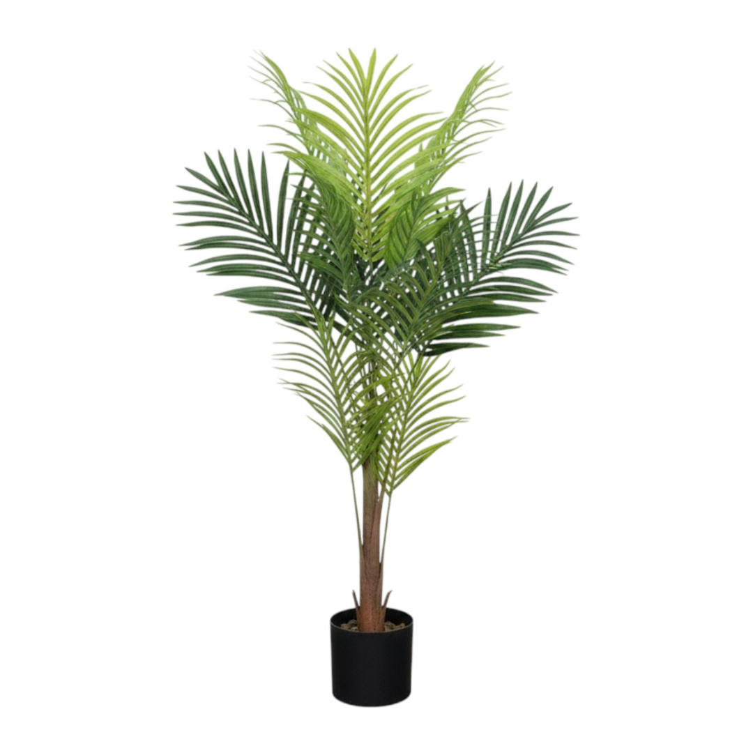 Areca Palm Tree