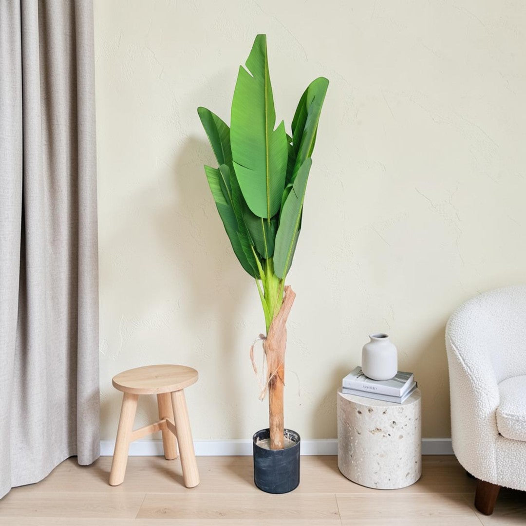 Banana Tree