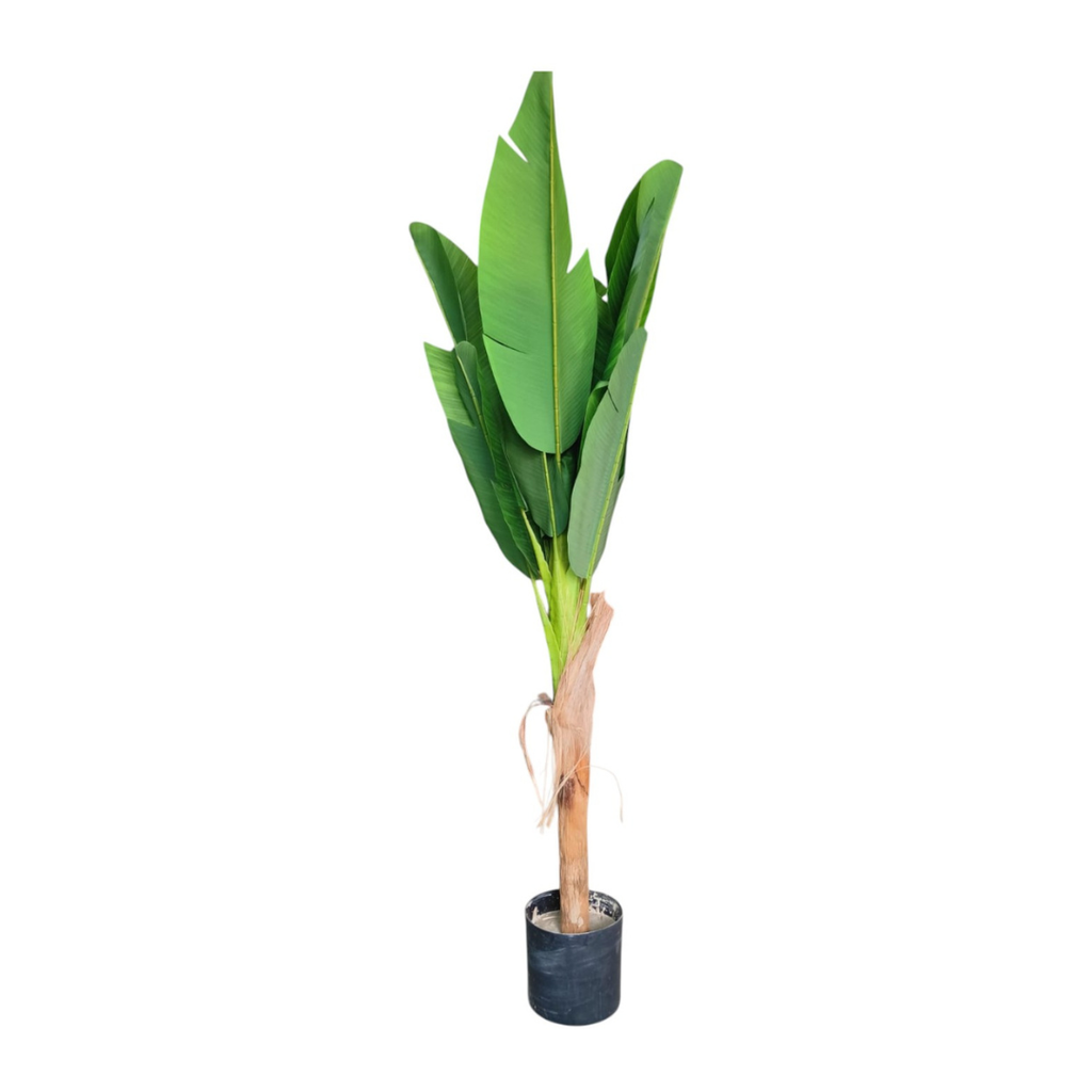 Banana Tree