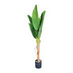 Banana Tree