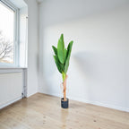 Banana Tree