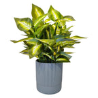 Artificial Dumb Cane Plant