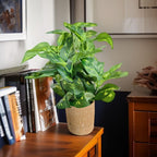 Artificial Money Plant with vibrant green variegated leaves in a tan ribbed PVC pot.