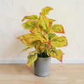 Artificial Golden Pathos Plant
