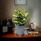 Artificial Dumb Cane plant with vibrant green and white variegated leaves in a grey ribbed PVC pot.