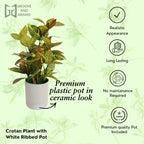 Artificial Croton Plant