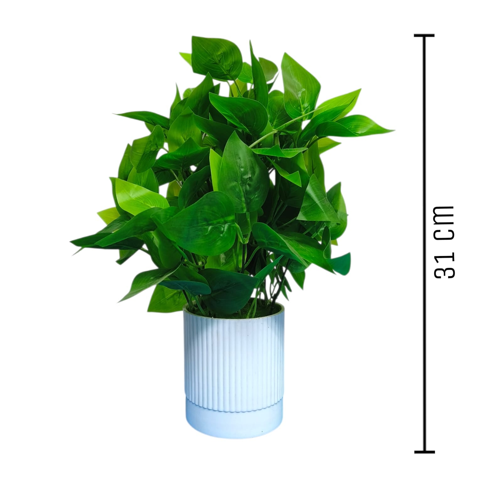 Green Peacock Plant in white Pot.