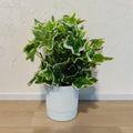 Artificial Hedera Plant