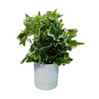 Artificial Hedera Plant