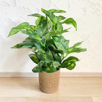 Artificial Money Plant