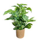 Artificial Money Plant