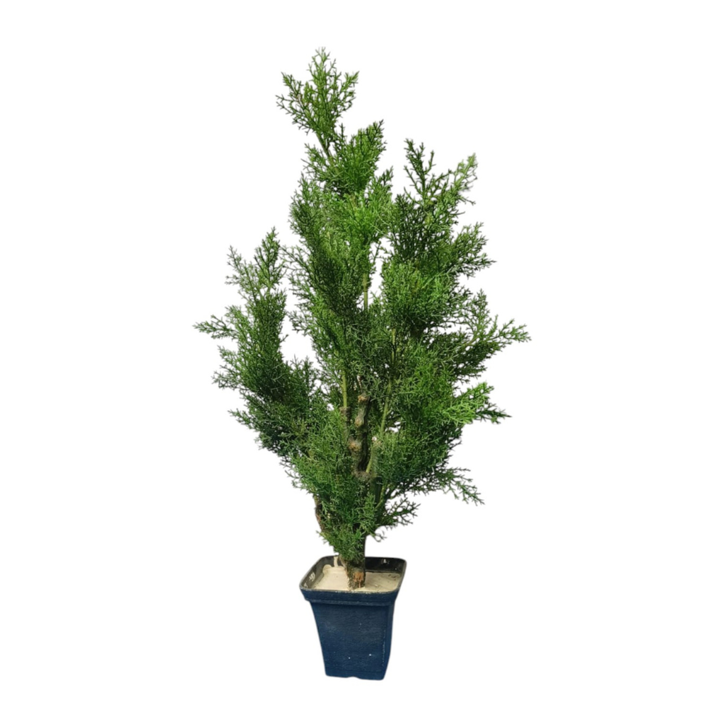 Morpankhi Plant