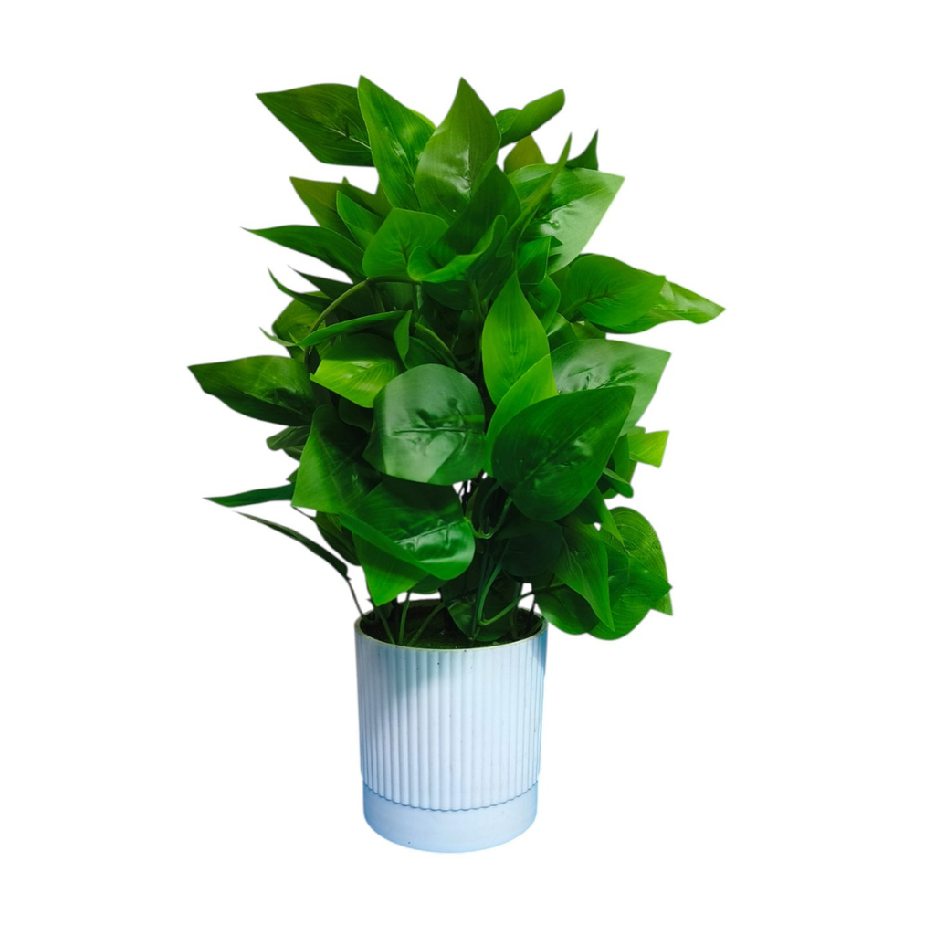 Green Peacock Plant in white Pot.