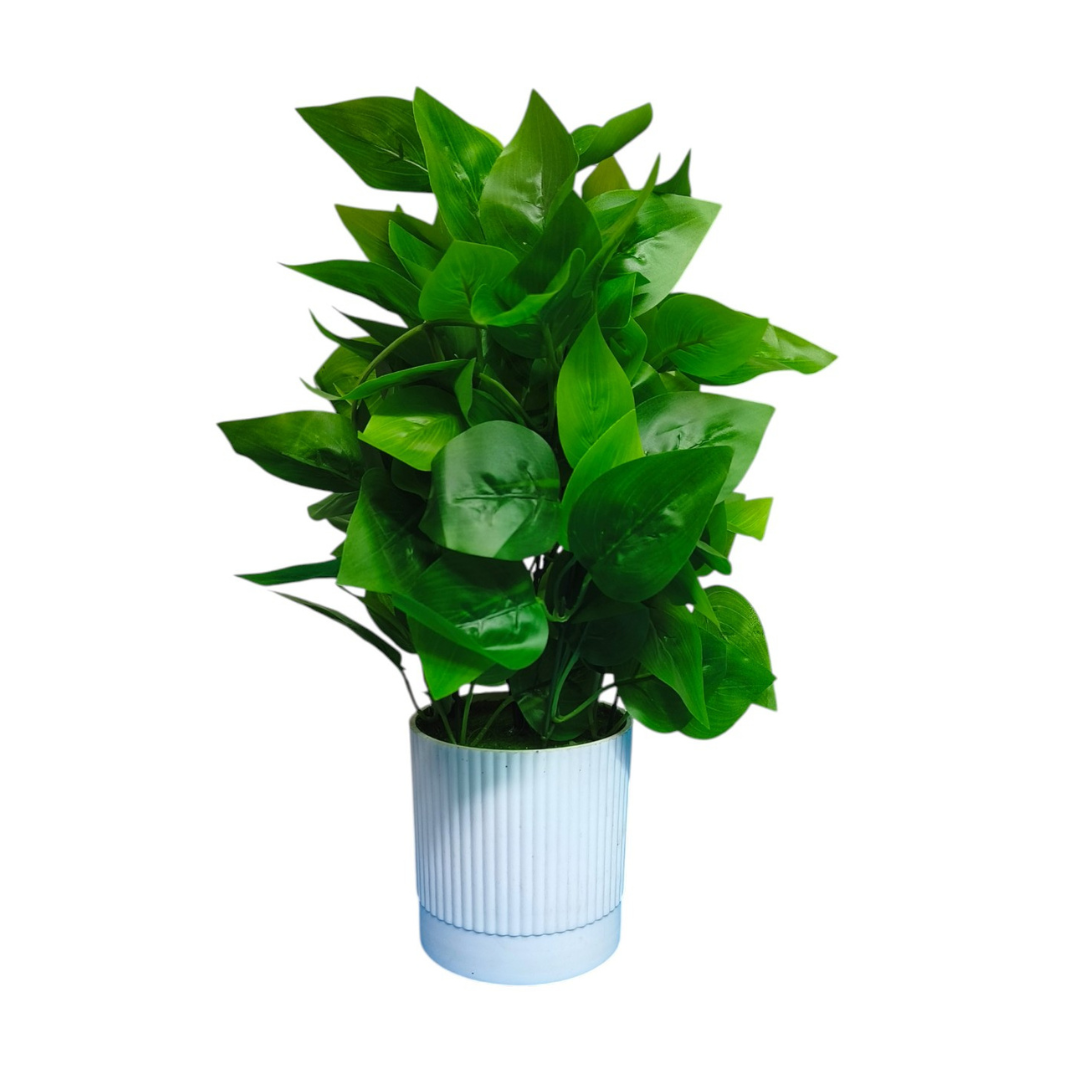 Green Peacock Plant in white Pot.