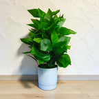 Green Peacock Plant in white Pot.