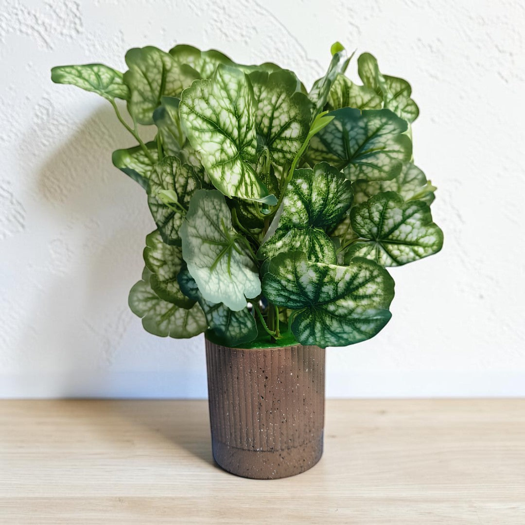Pumpkin leafy  Plant with Premium Brown pot