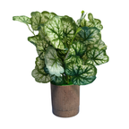 Pumpkin leafy  Plant with Premium Brown pot