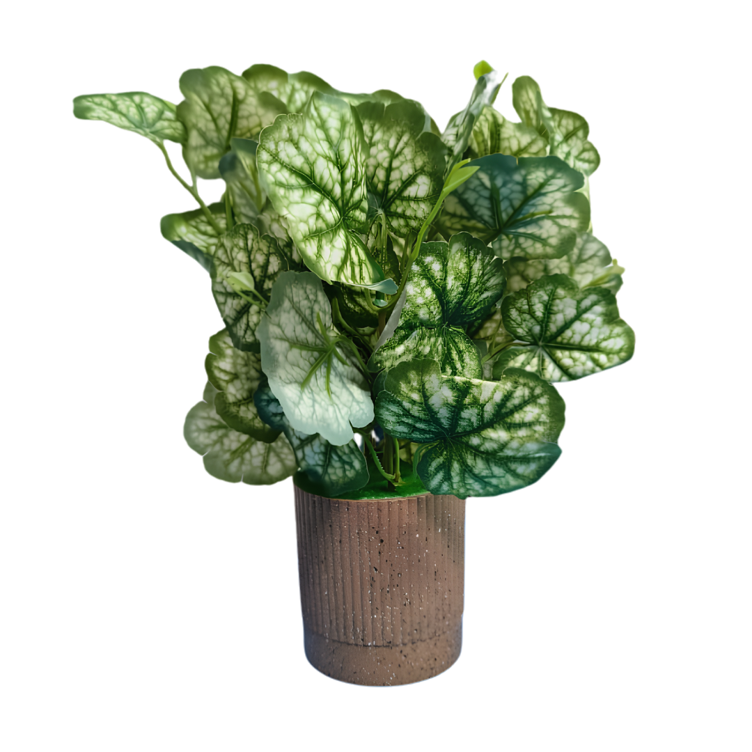 Pumpkin leafy  Plant with Premium Brown pot