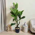 Fiddle Leaf Fig Tree