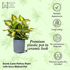 Artificial Dumb Cane Plant in Grey PVC Pot