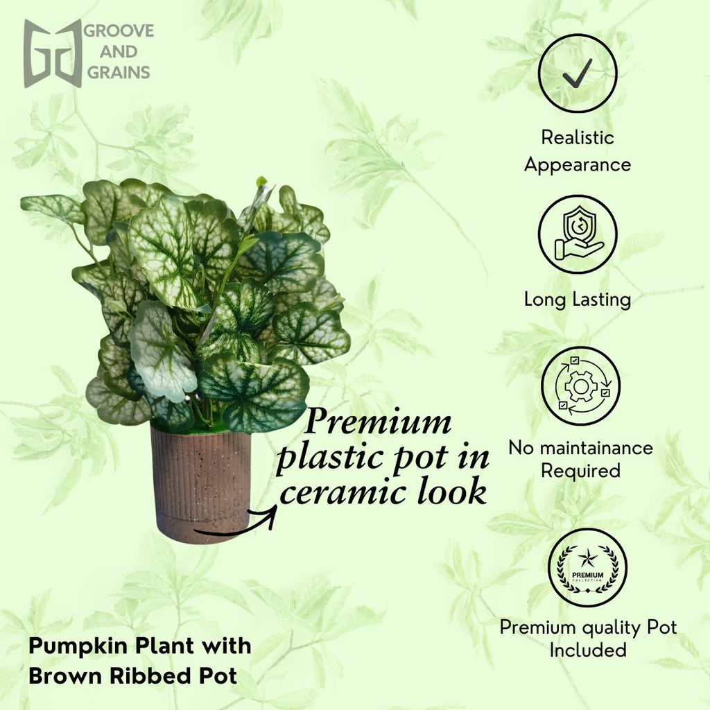 Pumpkin leafy  Plant with Premium Brown pot