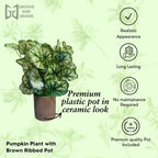 Pumpkin leafy  Plant with Premium Brown pot
