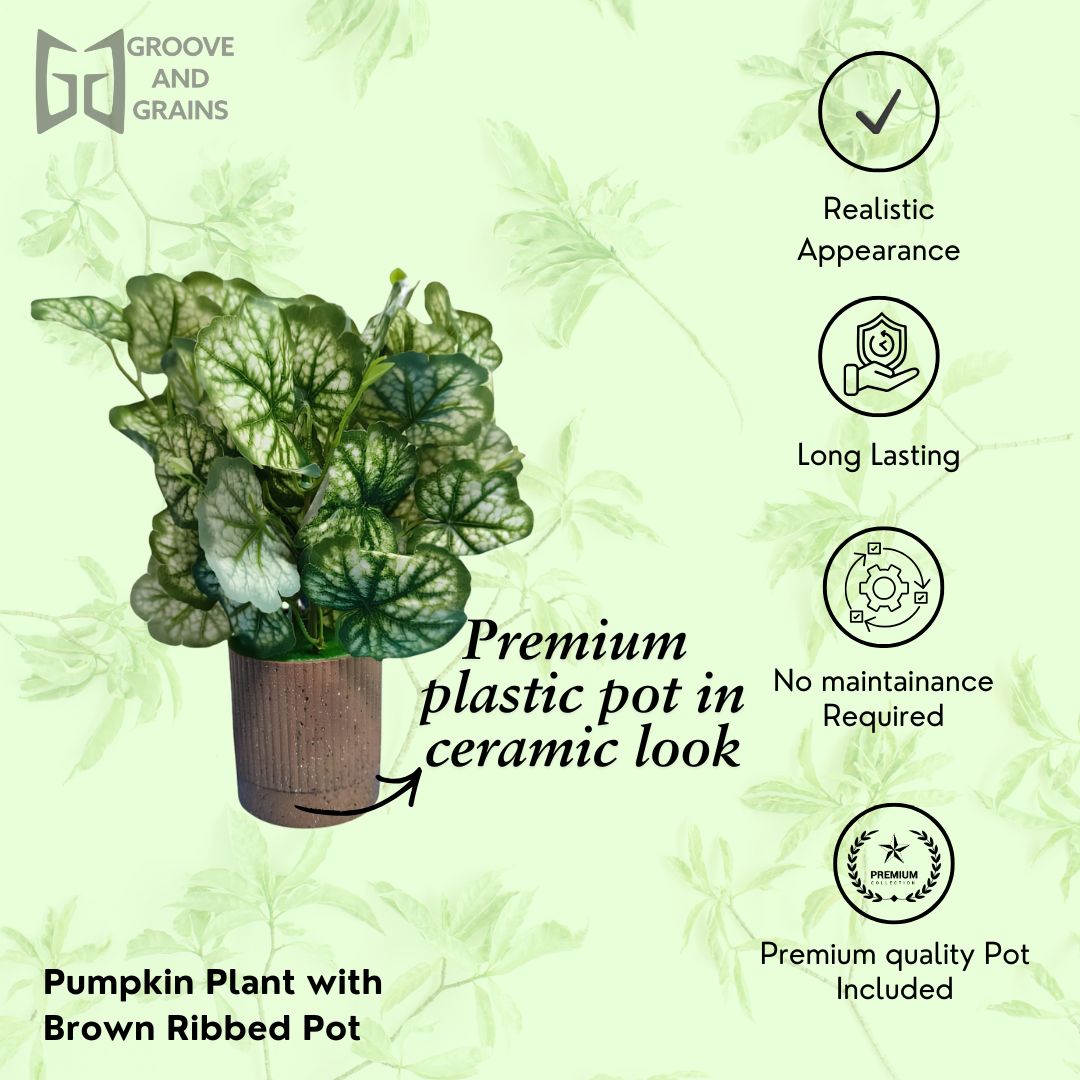 Pumpkin leafy  Plant with Premium Brown pot