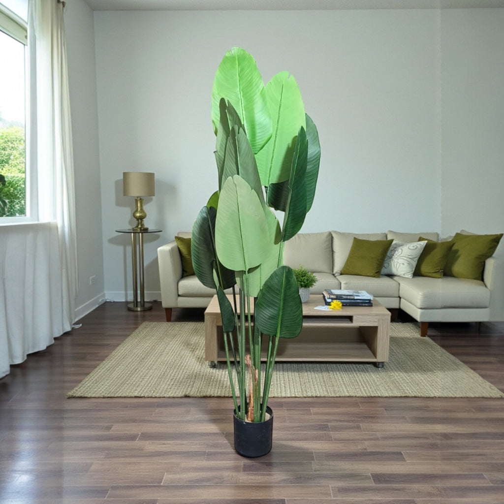 Traveller’s Palm Tree